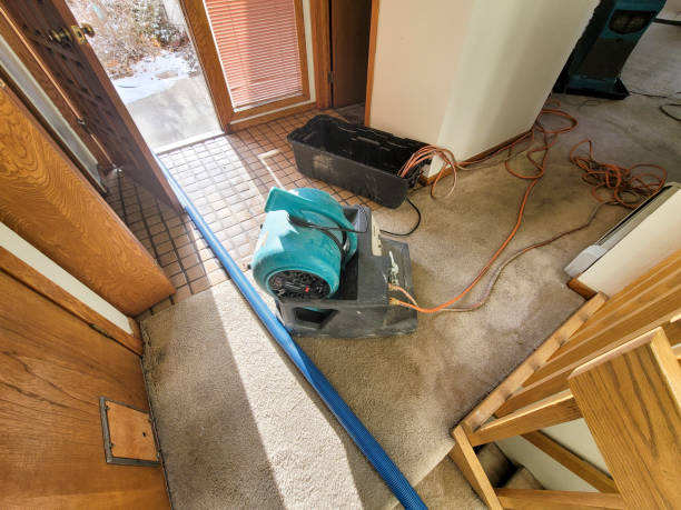 Best Carpet water damage restoration  in Mundelein, IL