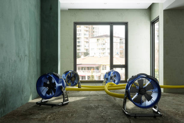 Best Mold removal after water damage  in Mundelein, IL